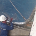 What Is Not Always Seen — But Says Everything: Responsible Release of Vulnerable Species