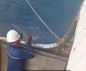 What Is Not Always Seen — But Says Everything: Responsible Release of Vulnerable Species