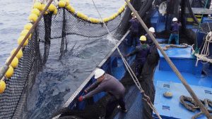 Una década transformando la pesca: el camino de TUNACONS hacia la sostenibilidad